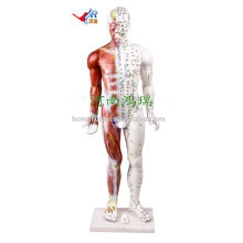 Human acupuncture model 84CM